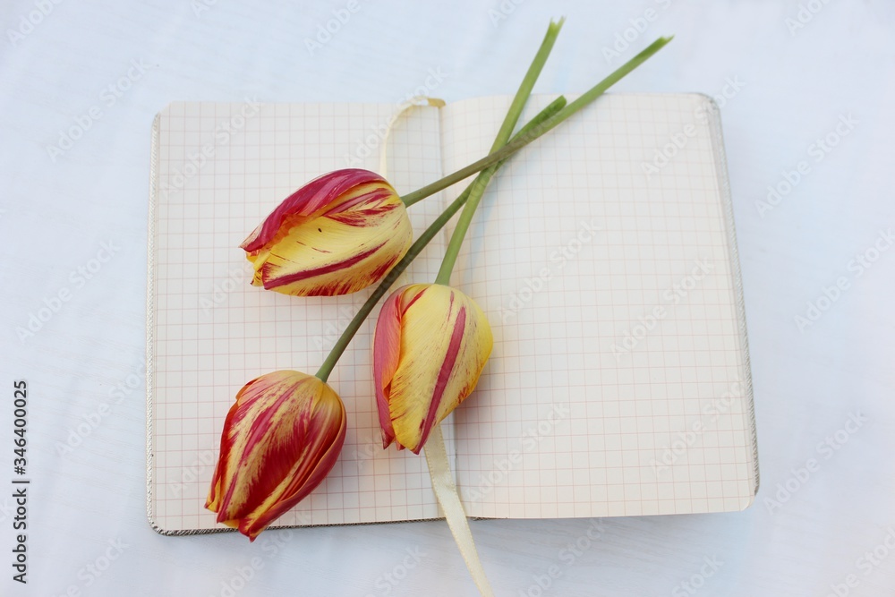 Open notebook isolated on white with three red-yellow tulips. Checkered notebook with place for text and three flowers.