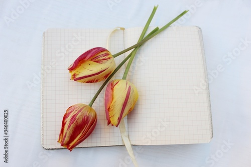 Obraz na płótnie Open notebook isolated on white with three red-yellow tulips. Checkered notebook with place for text and three flowers. w salonie