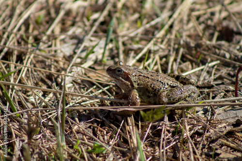 a frog in last year's grass in early spring