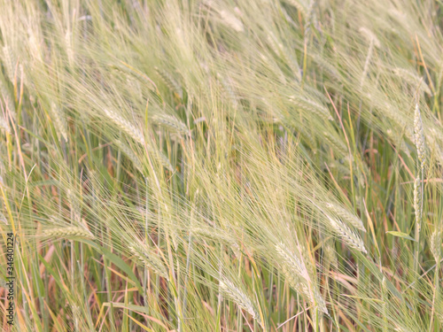Wheat ears as background. Unripe grain. Harvest cereals. © Oleksii