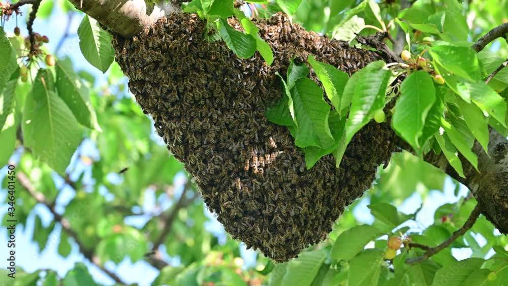Bee swarm hanging on linden branch in early spring - bee colony Bee swarm hanging on linden branch in early spring - bee colony