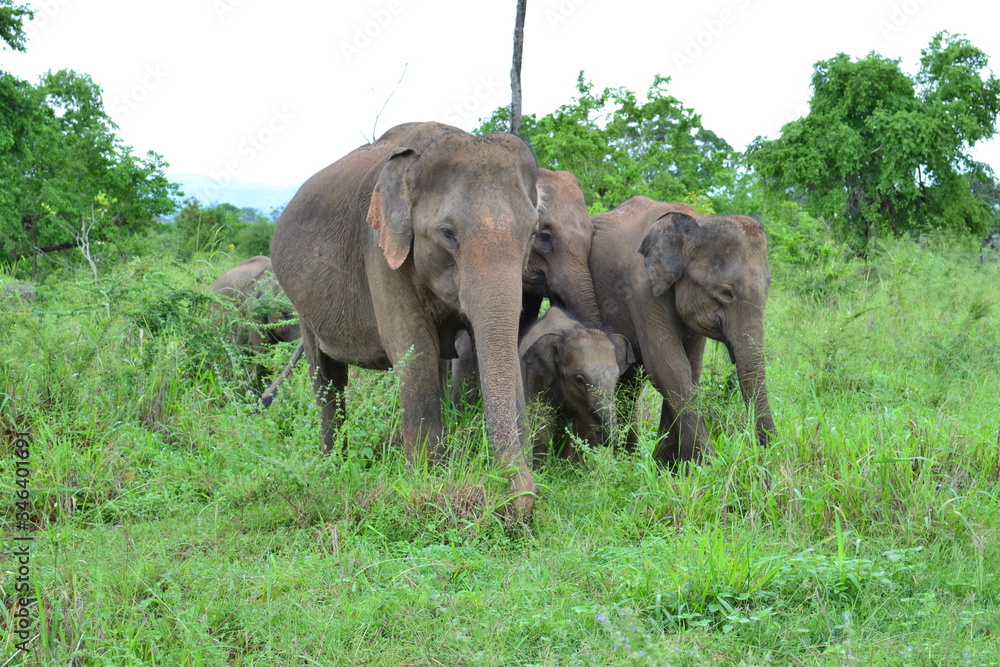 Asian Elephant Family In Sri Lanka