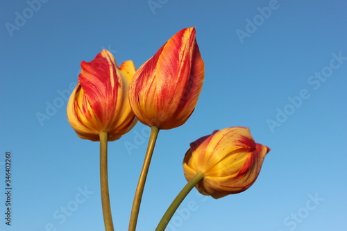 Obraz na płótnie Frame of red-yellow tulips on a blue background with place for text. Three tulips against the sky. Waiting for spring. Happy Easter card. Flat lay, top view. Copy space for text w salonie