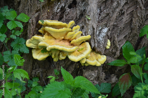 Laetiporus sulphureus "chicken of the woods" fungi - also known as sulphur shelf mushroom