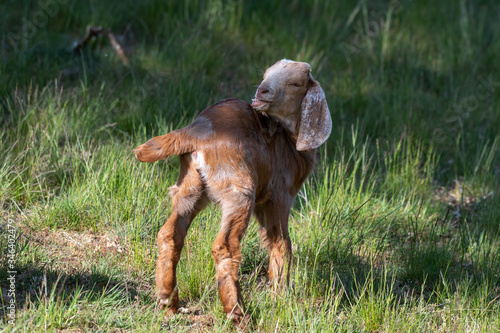 baby goat in a meadow biting its back