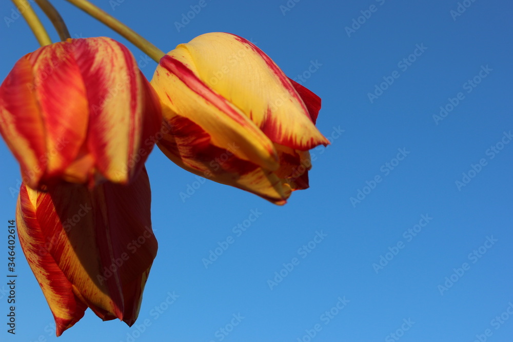 Frame of red-yellow tulips on a blue background with place for text. Three tulips against the sky. Waiting for spring. Happy Easter card. Flat lay, top view. Copy space for text