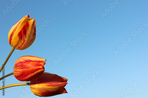 Obraz na płótnie Frame of red-yellow tulips on a blue background with place for text. Three tulips against the sky. Waiting for spring. Happy Easter card. Flat lay, top view. Copy space for text w salonie