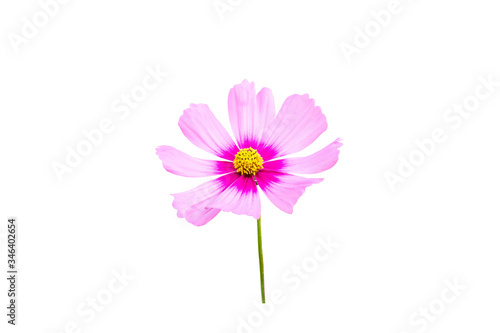Pink cosmos flower isolated on white background