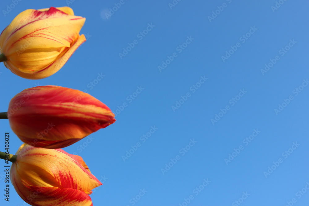 Frame of red-yellow tulips on a blue background with place for text. Three tulips against the sky. Waiting for spring. Happy Easter card. Flat lay, top view. Copy space for text