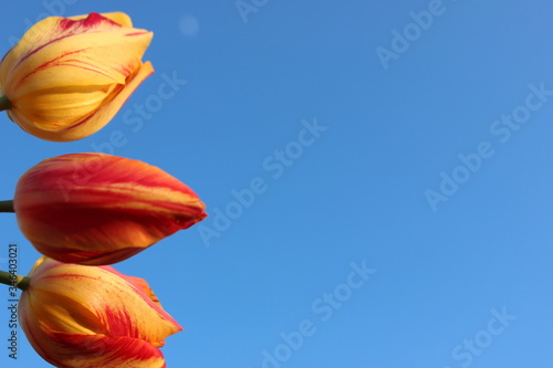 Frame of red-yellow tulips on a blue background with place for text. Three tulips against the sky. Waiting for spring. Happy Easter card. Flat lay, top view. Copy space for text