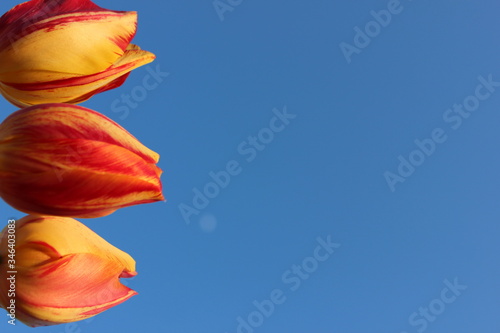 Frame of red-yellow tulips on a blue background with place for text. Three tulips against the sky. Waiting for spring. Happy Easter card. Flat lay, top view. Copy space for text