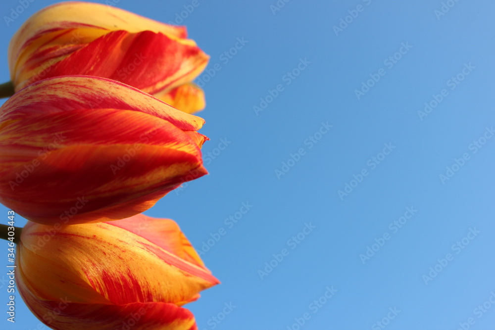 Frame of red-yellow tulips on a blue background with place for text. Three tulips against the sky. Waiting for spring. Happy Easter card. Flat lay, top view. Copy space for text