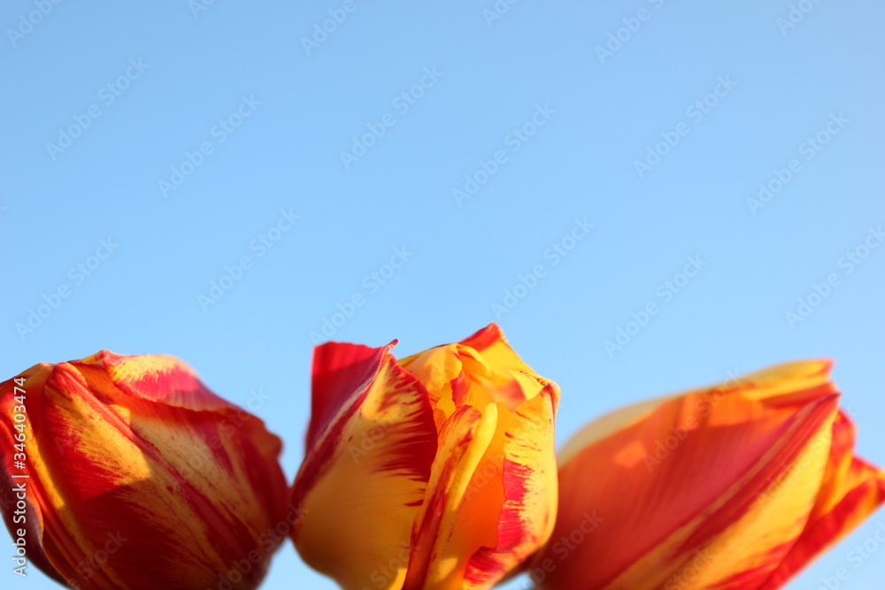 Frame of red-yellow tulips on a blue background with place for text. Three tulips against the sky. Waiting for spring. Happy Easter card. Flat lay, top view. Copy space for text