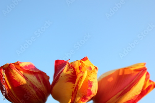 Obraz na płótnie Frame of red-yellow tulips on a blue background with place for text. Three tulips against the sky. Waiting for spring. Happy Easter card. Flat lay, top view. Copy space for text w salonie