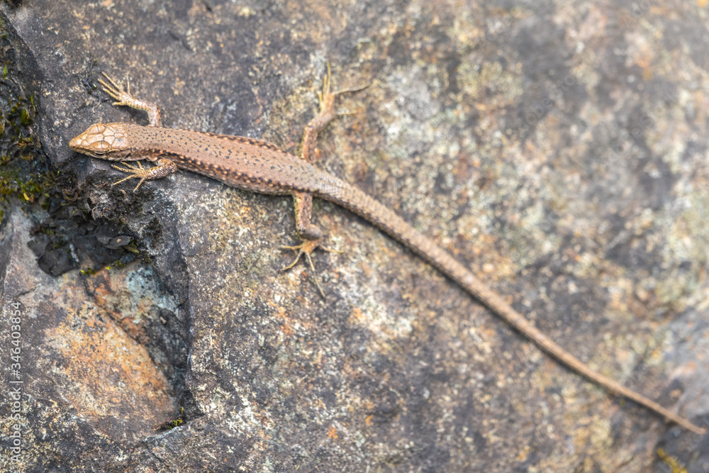 Lizard Darevskia alpina sits on a stone Lizard Darevskia alpina sits on a stone