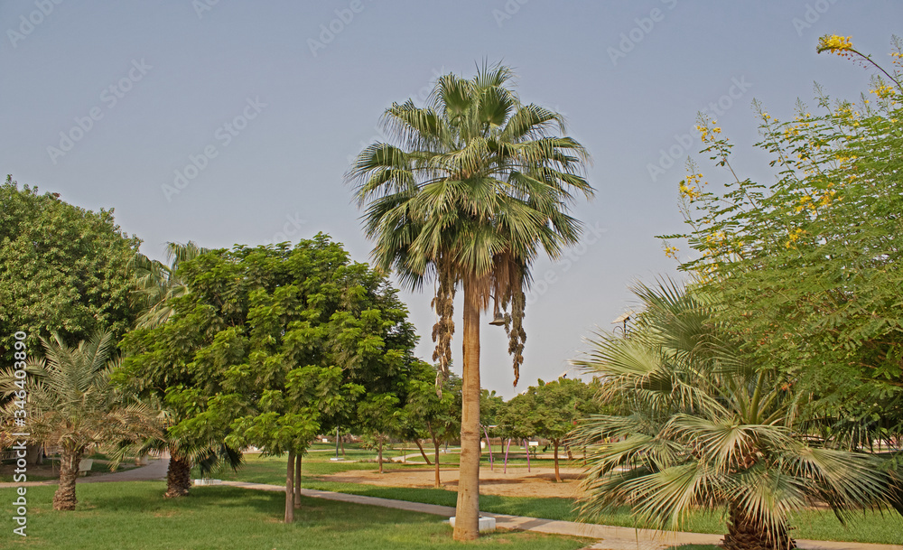 A palm tree in the garden at Yanbu AlSinaiyah