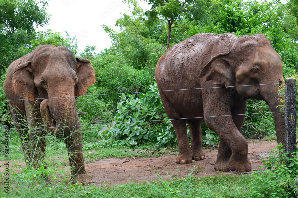 Elephant Duo 
