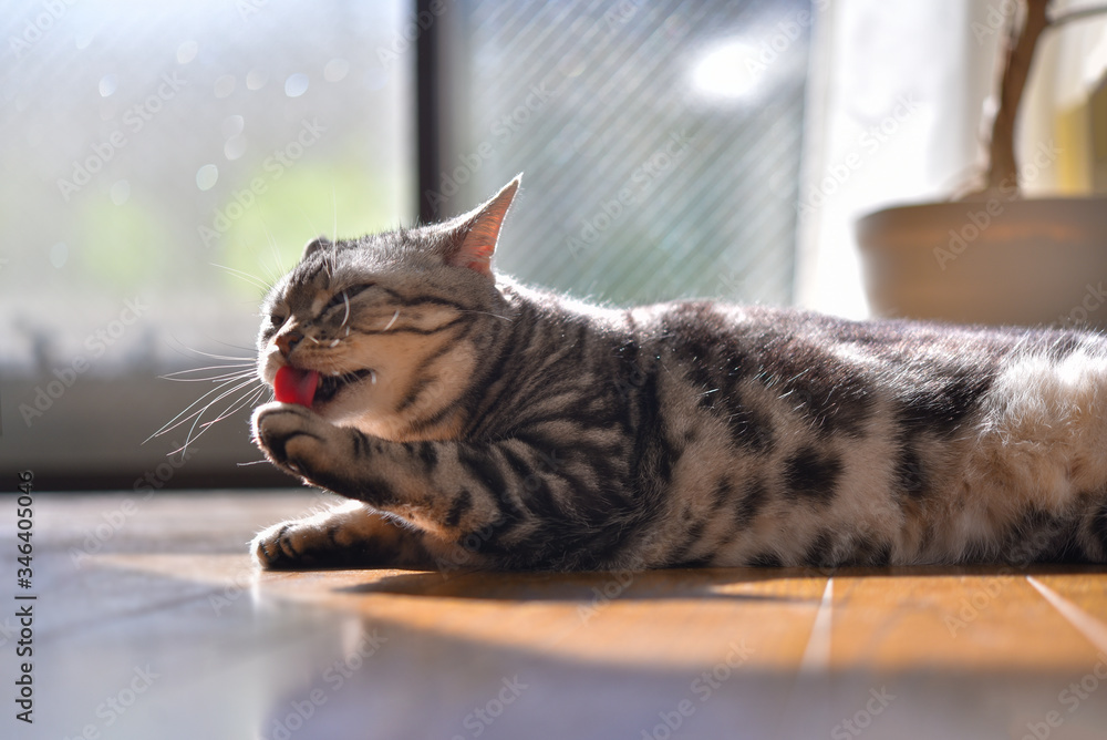 Naklejka premium 日光浴をしながら顔を洗う猫