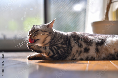 日光浴をしながら顔を洗う猫