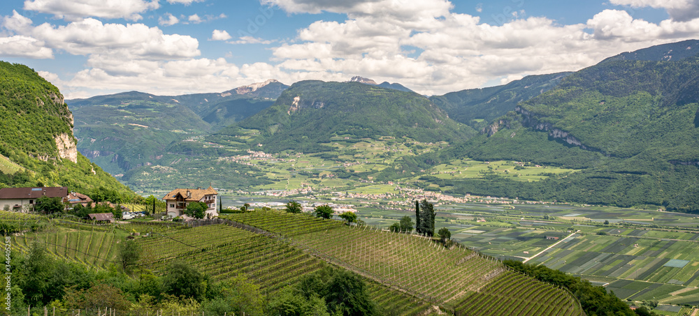 vineyards Trentino Alto Adige South Tyrol , Bolzano, Italy. territory of Alto Adige/South Tyrol, Spring landscape.