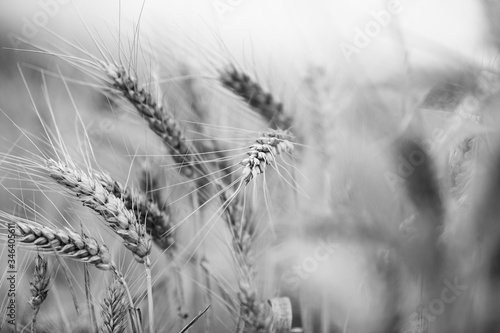 Grain field Black & White