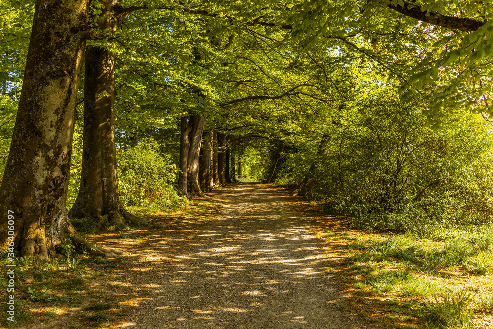 Obraz premium A tree lined boulevard in early spring in Switzerland