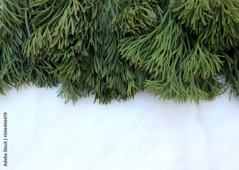Dill frame isolated on white with place for text. Fresh greens, green salad and healthy nutrition. Different types of fresh garden herbs isolated on a white background