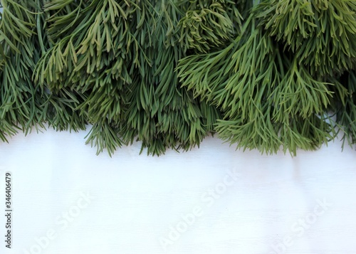 Obraz na płótnie Dill frame isolated on white with place for text. Fresh greens, green salad and healthy nutrition. Different types of fresh garden herbs isolated on a white background w salonie