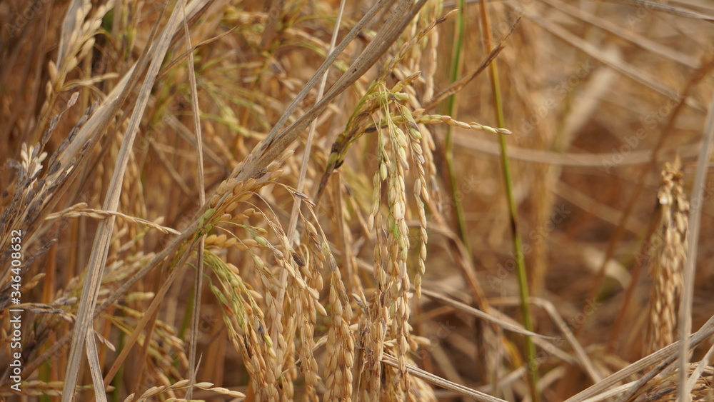 Paddy, also called rice paddy, A Golden Texture in the Fields. Paddy, also called rice paddy, A Golden Texture in the Fields.