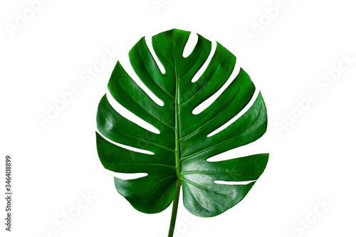 Beautiful Tropical Monstera leaf isolated on white background with clipping path for design elements, Flat lay