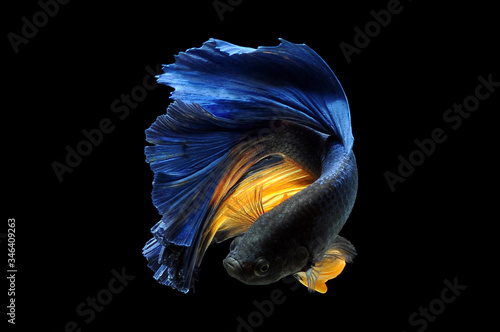 Betta fish, siamese fighting fish, betta splendens isolated on black background,
fish on black background, Multi color Siamese fighting fish, photo