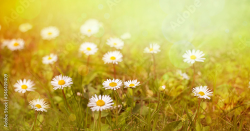 Field of daisy flowers in sunny day. 