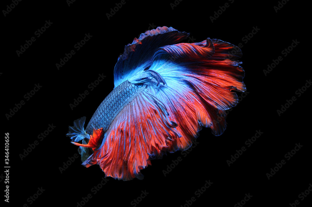 Betta fish, siamese fighting fish, betta splendens isolated on black background,
fish on black background, Multi color Siamese fighting fish, Betta fish, siamese fighting fish, betta splendens isolated on black background,
fish on black background, Multi color Siamese fighting fish,