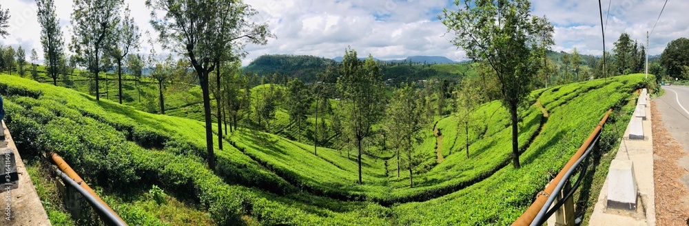 Ceylon Tea Plantation stunning view. Wallpaper