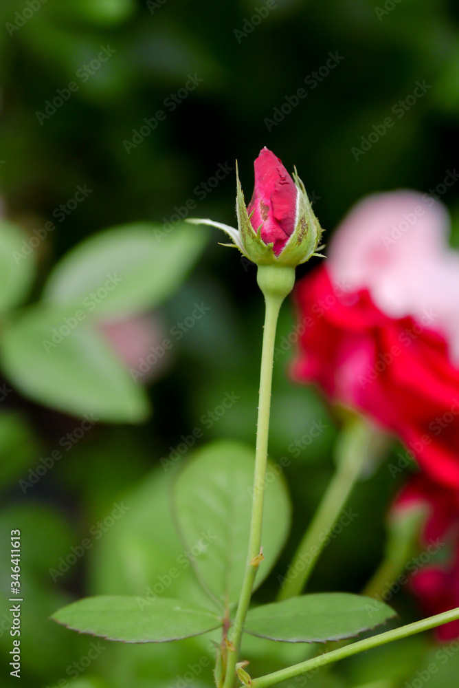 red china rose in the garden red china rose in the garden
