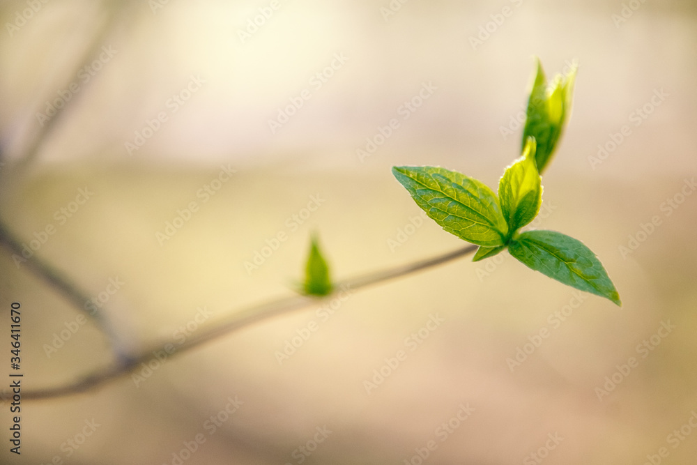 Flowering trees, leaves, spring Цветущие деревья , листья, весна Flowering trees, leaves, spring Цветущие деревья , листья, весна