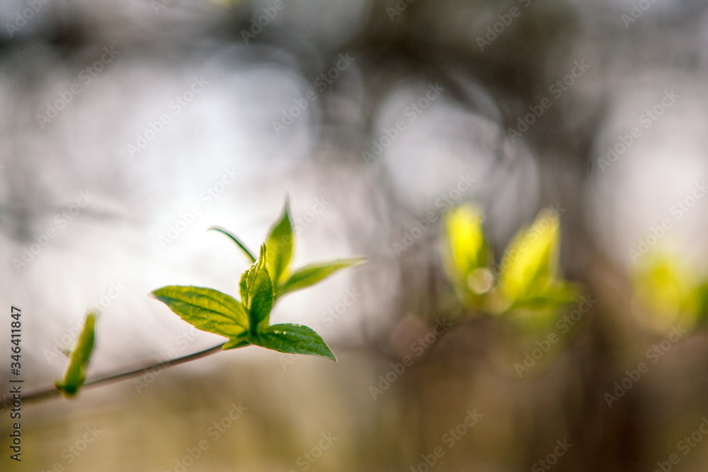 Flowering trees, leaves, spring Цветущие деревья , листья, весна Flowering trees, leaves, spring Цветущие деревья , листья, весна