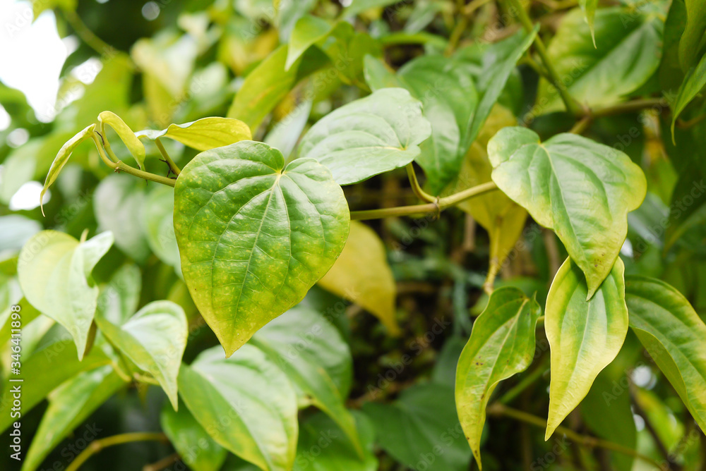 Betel leaf is very useful for health, can also be used as a traditional herb and medicine. Betel leaf is very useful for health, can also be used as a traditional herb and medicine.