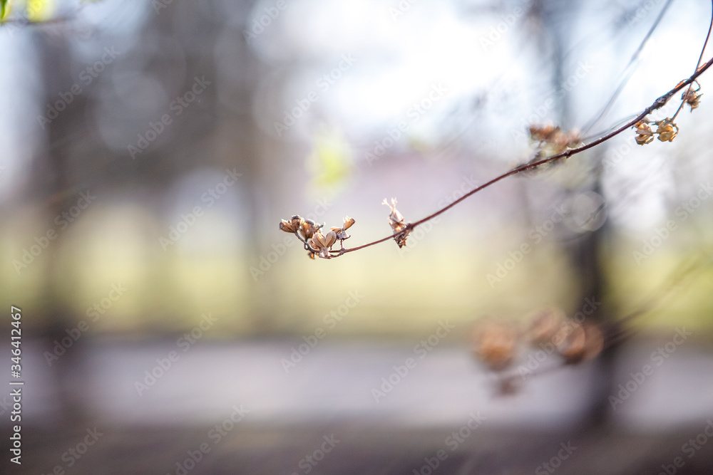 Obraz premium Flowering trees, leaves, spring Цветущие деревья , листья, весна