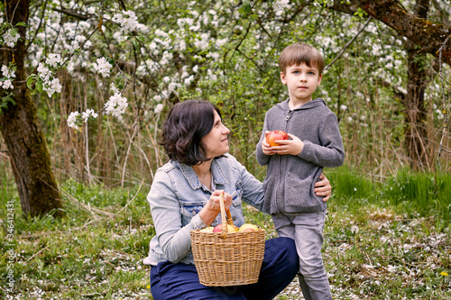 Boy with mom with a wicker basket and apples in it. Against the background of green grass and flowering trees.
