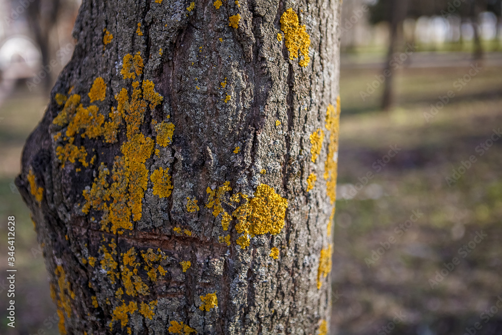 Fototapeta premium texture lime bark with fungus