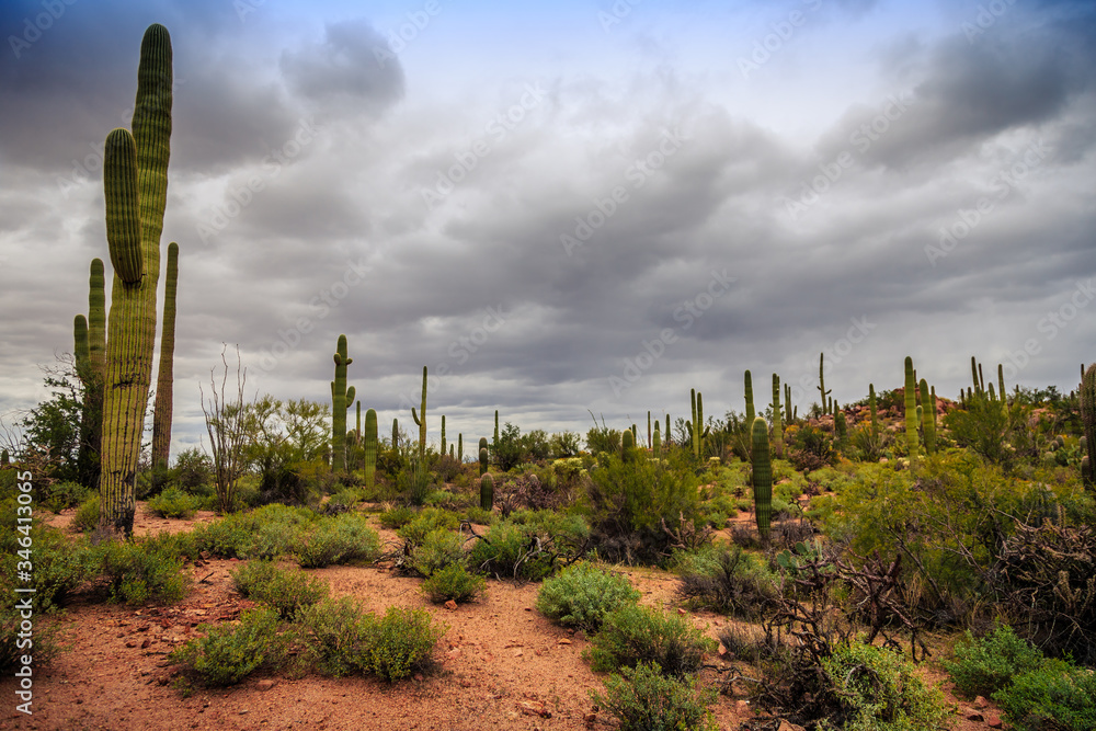 Saguaro Cactus Fields, Saguaro National Park, Arizona