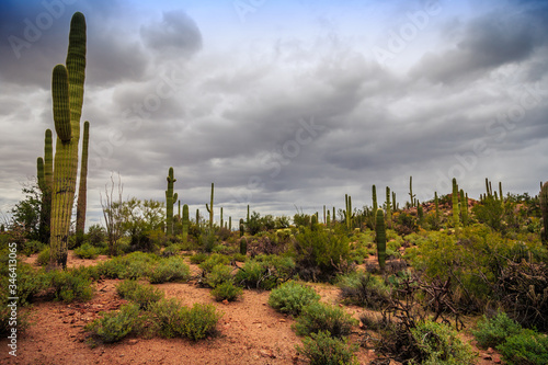 Saguaro Cactus Fields, Saguaro National Park, Arizona © Stephen