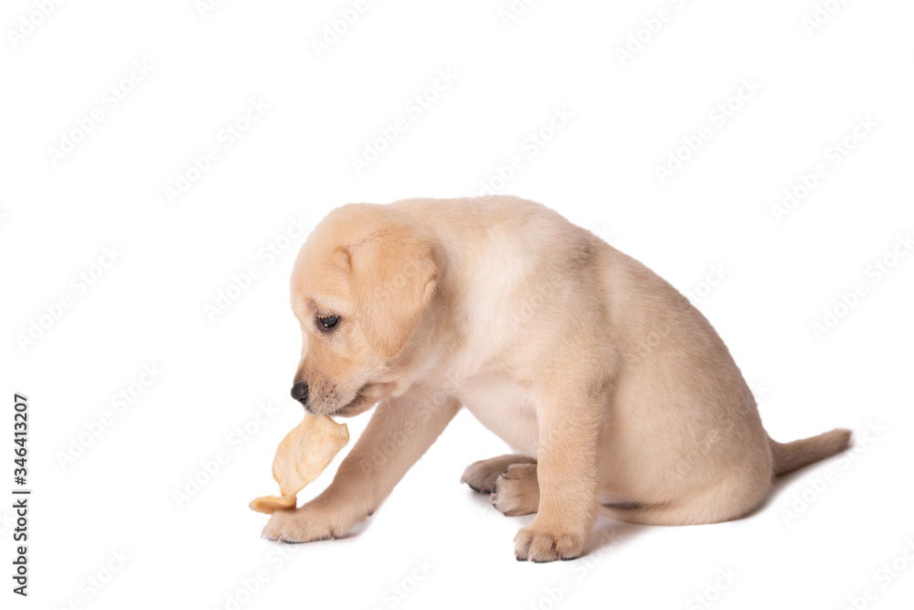 Labrador retriever eating on a white background Labrador retriever eating on a white background