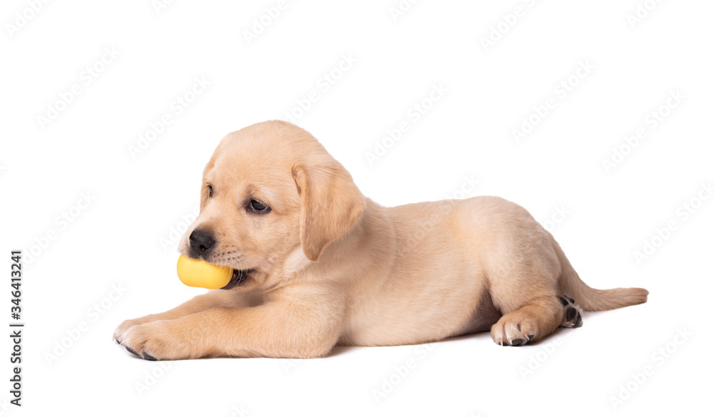 Labrador puppy with his toy on a white background