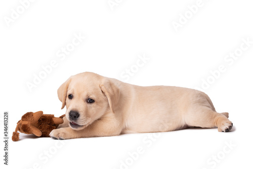 Labrador puppy dog playing with toy on a white background