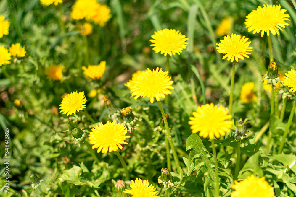 Yellow dandelions grow in the meadow. Flowers in the spring. Healing herbs. Ethnoscience Yellow dandelions grow in the meadow. Flowers in the spring. Healing herbs. Ethnoscience