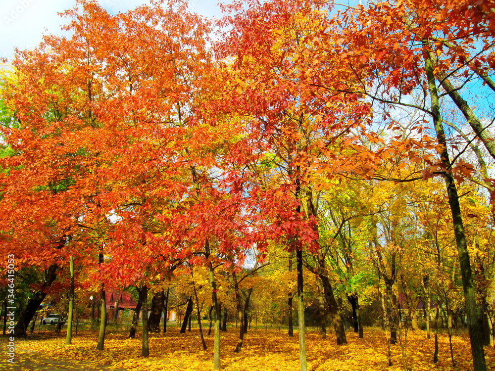 Naklejka premium autumn in the park