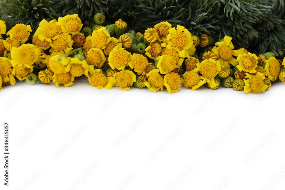 Frame of meadow grass and yellow daisies isolated on white with copy space for text. Yellow flowers lined up on a white background. Background for postcards for Mother's Day, St. Valentine.