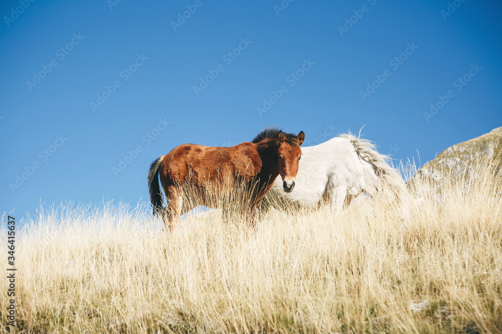 Horses graze in a meadow against a blue sky.